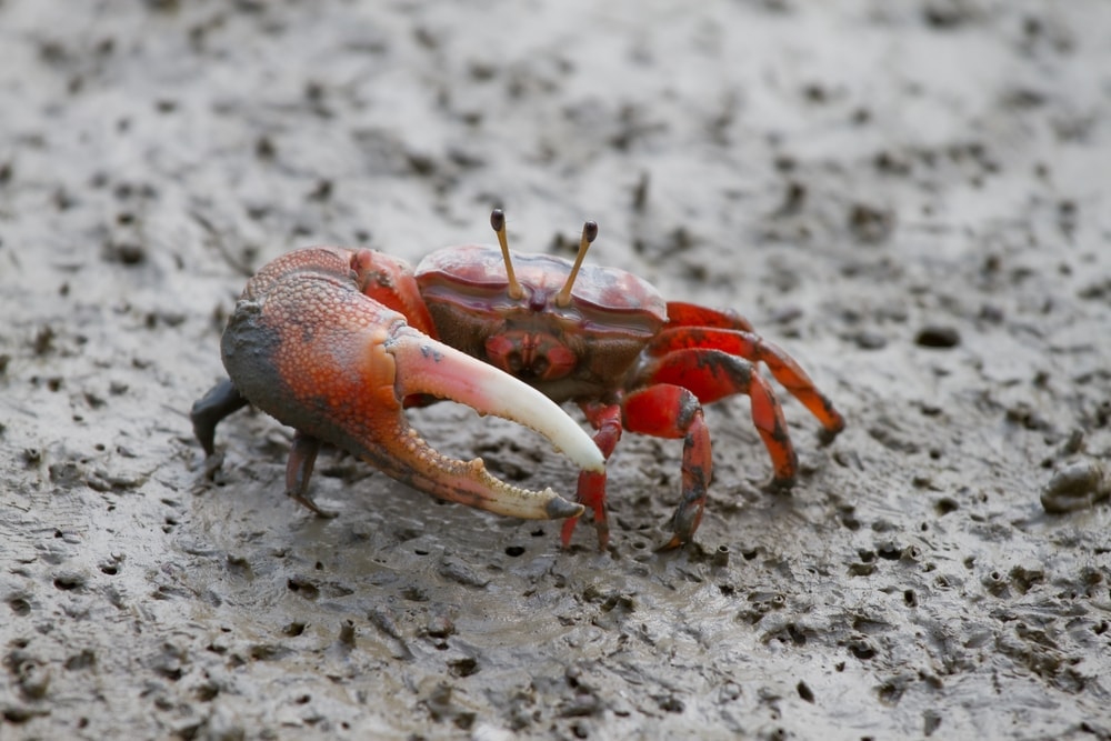 7 Freshwater Aquarium Crabs Types Petsoid