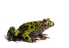 Fire Belly Toad Care Guide & Info