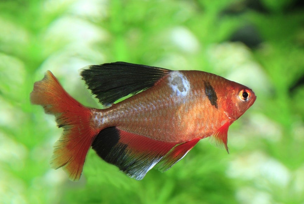 4 Common Fish Diseases: How to Avoid Them » Petsoid - Fish Disease