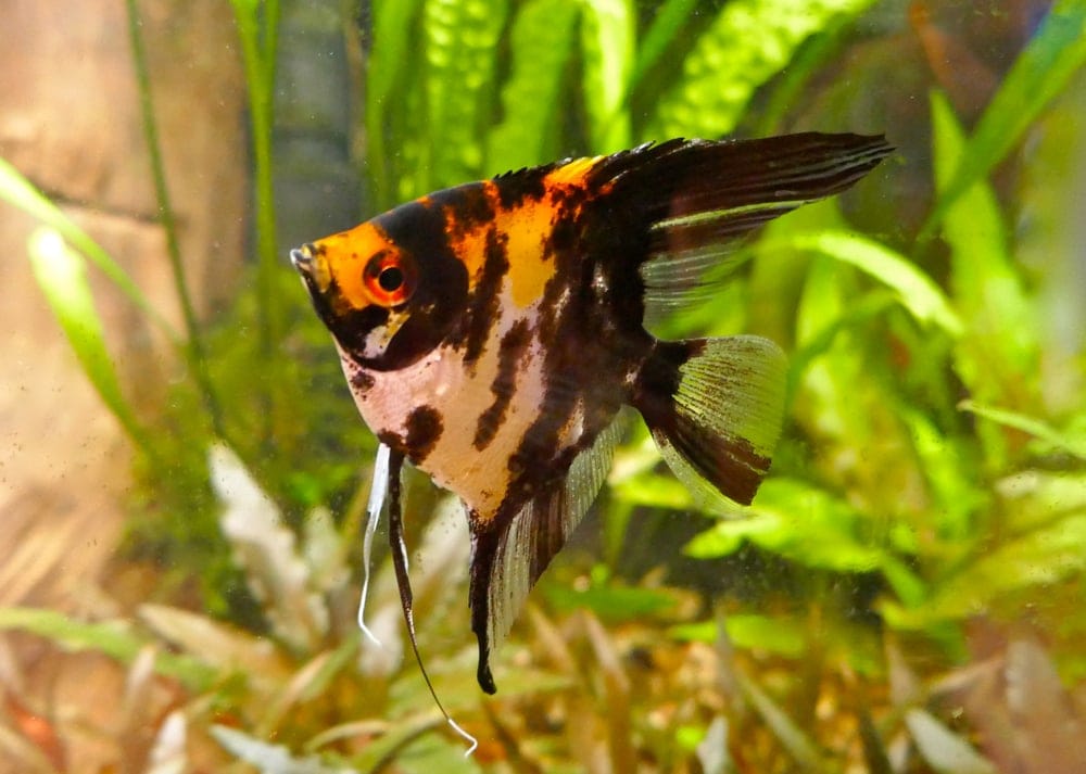 colorful freshwater fish