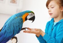 Most Gentle Pet Bird Species