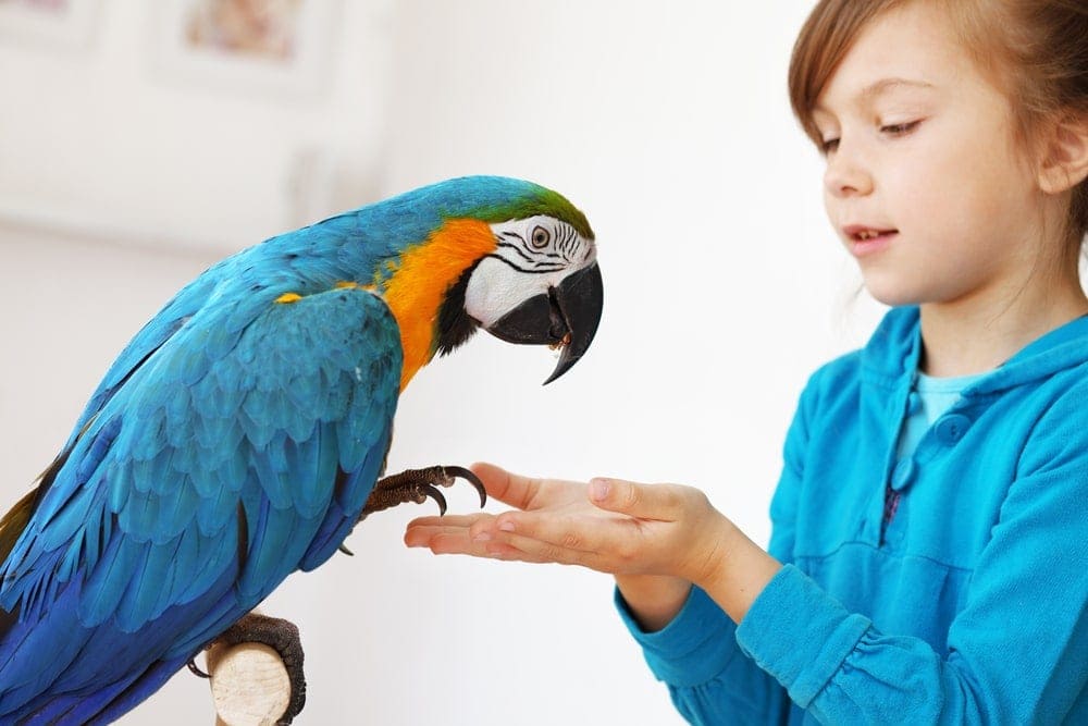 friendly parrot