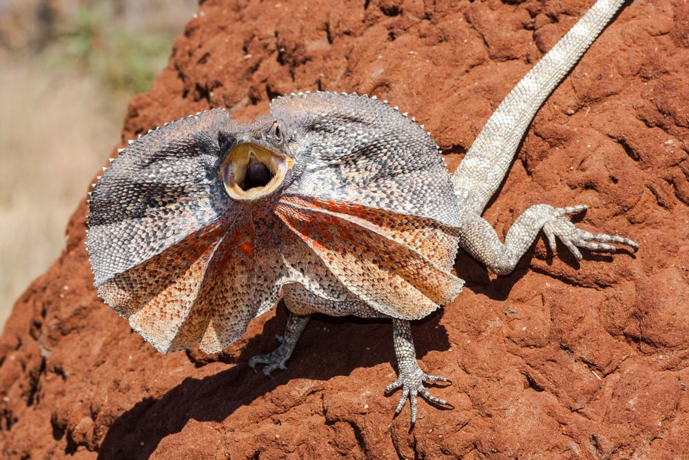 frilled-lizard-sand.jpg