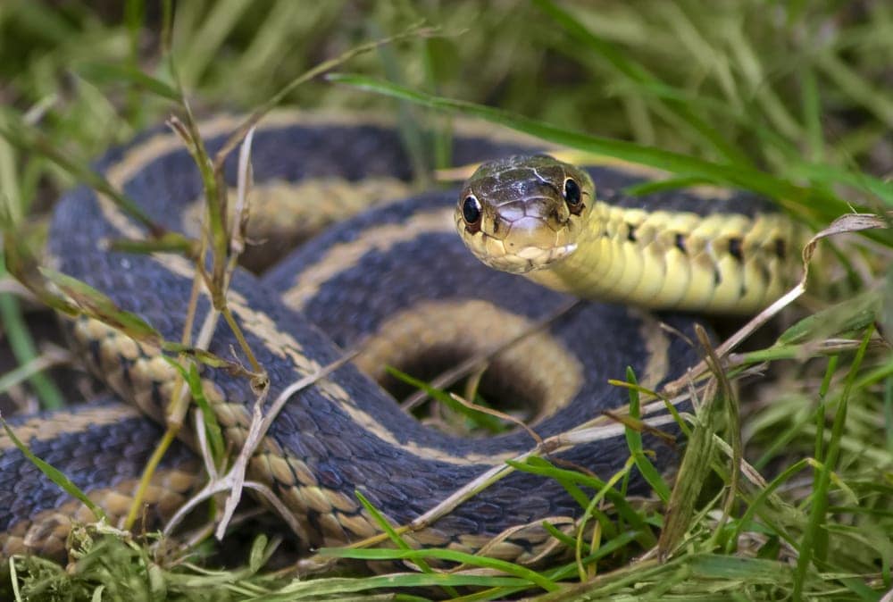 Garter Snake Care Guide & Info » Petsoid