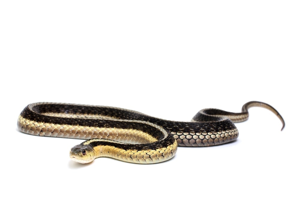 garter snake white bg
