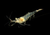 Ghost Shrimp Care guide - Diet, Breeding & More