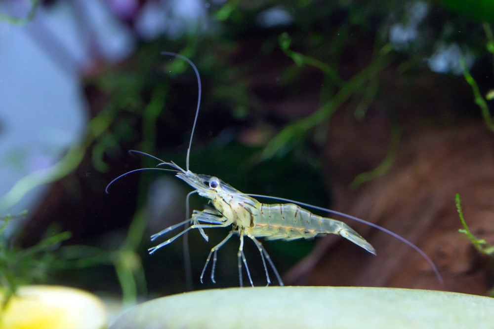 Ghost Shrimp Care Guide Petsoid