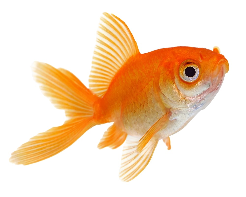 Can Goldfishes Eat Betta Food Petsoid