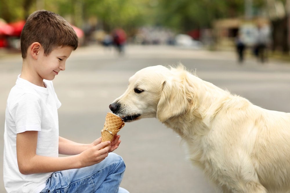 golden eating ice cream