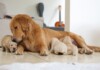 How Long can Birthing Last for Dogs?
