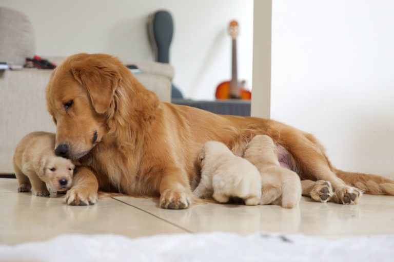 how-long-can-birthing-last-for-dogs-petsoid