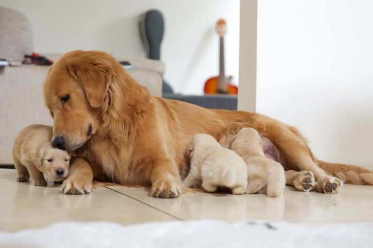 How Long Can Birthing Last For Dogs Petsoid