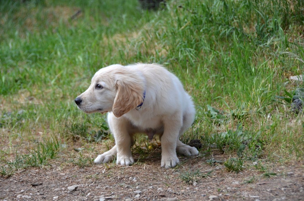 golden puppy pee