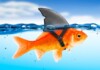 Goldfish Tank Mates - Information & Suggestions