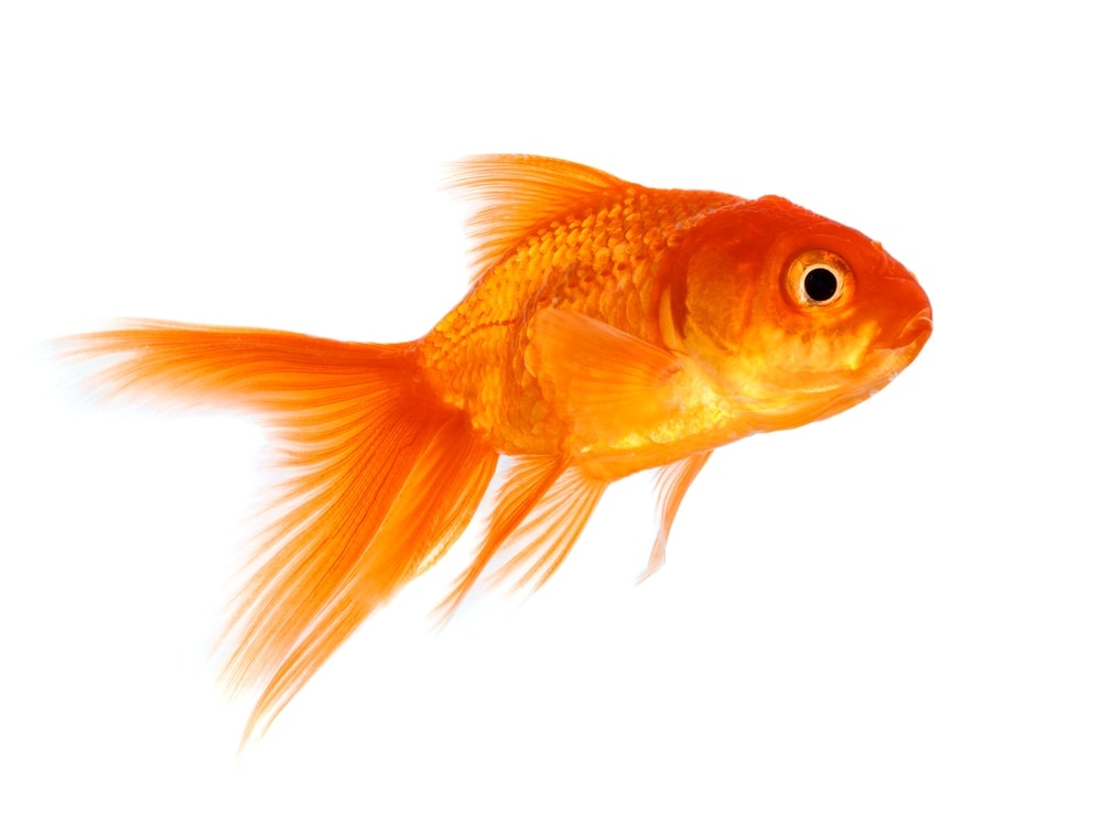 goldfish 2