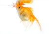 Can Goldfishes Eat Betta Food?
