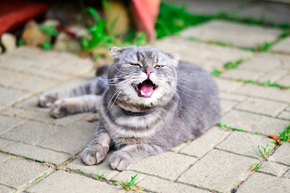 gray cat sneeze