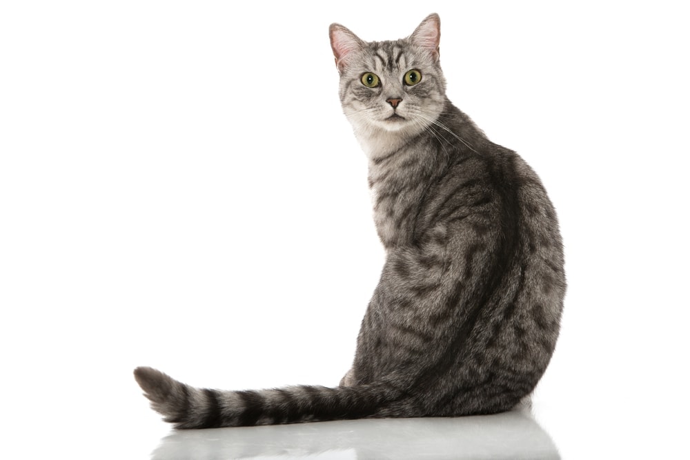 gray tabby cat