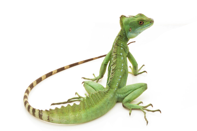 basilisk lizard stuffed animal