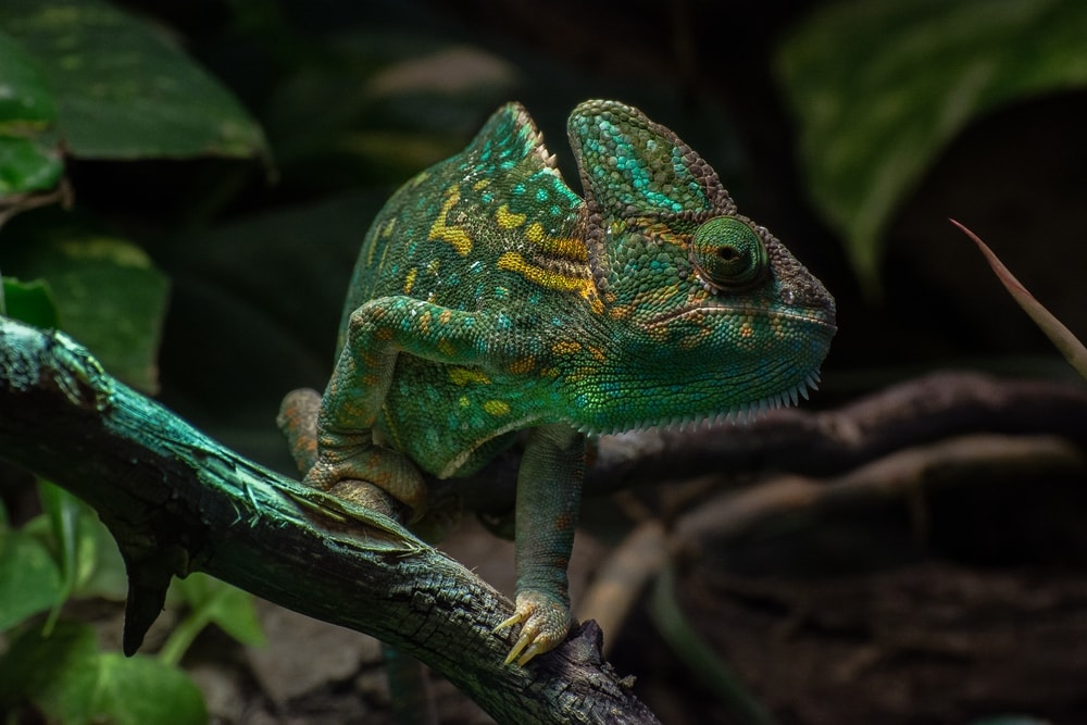 green Veiled Chameleon