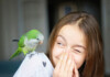 Parakeet Care Guide - Types, Lifespan & More