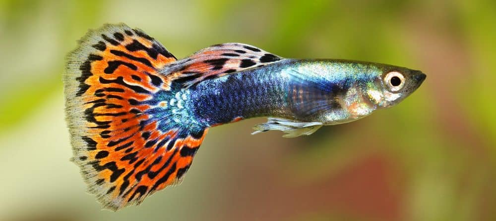 Guppy Care Guide - Requirements & Breeding - Petsoid