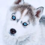 husky blue eyes