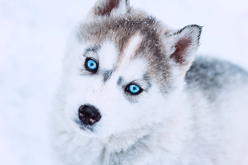 husky blue eyes