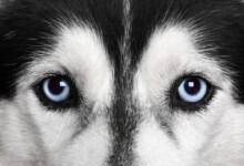 Do Dogs Have Multiple Sets of Eyelids?