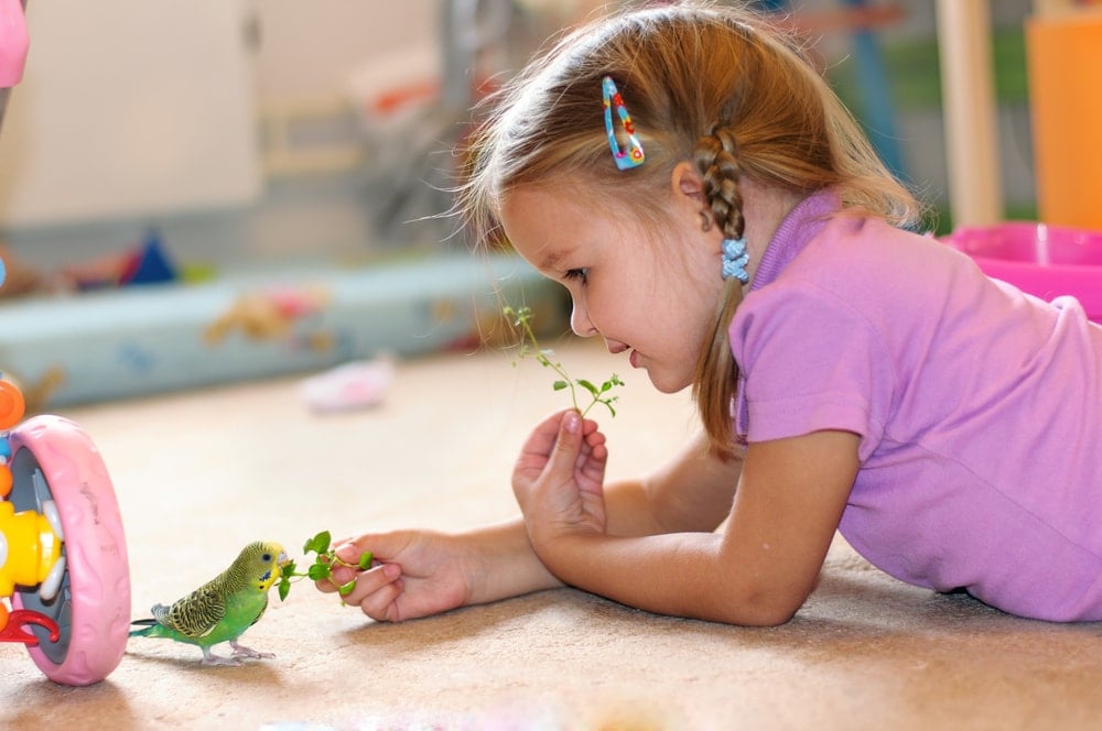 kid and budgie