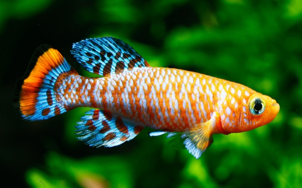 exotic freshwater fish