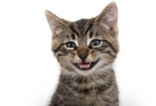 Why Do Cats Chatter Their Teeths?