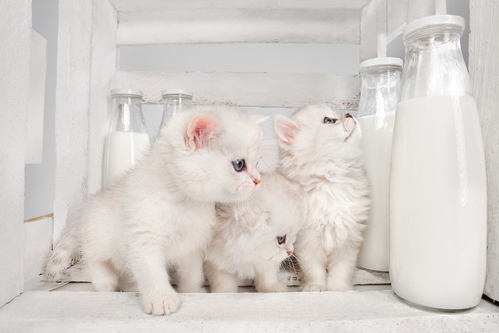 Is Feeding Cats with Milk Safe or Bad? » Petsoid