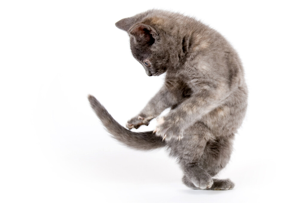 Why do Mother Cats Hide their Kittens? » Petsoid