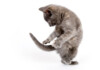 Why Do Cats Chase Their Own Tail?