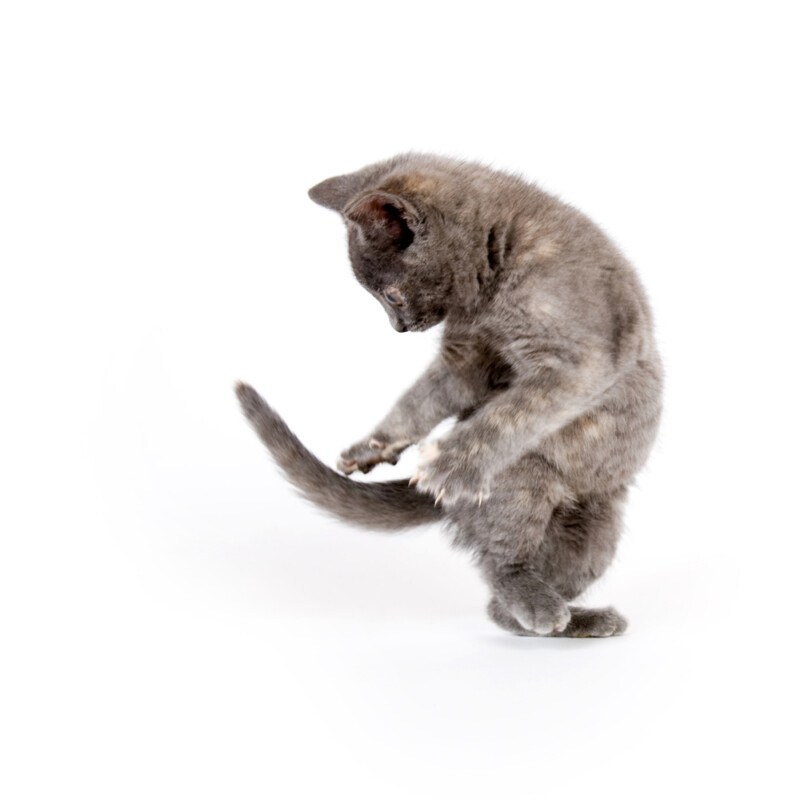 Why Do Cats Chase Their Own Tail? » Petsoid