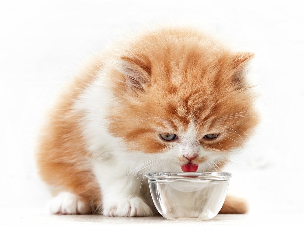 kitten water