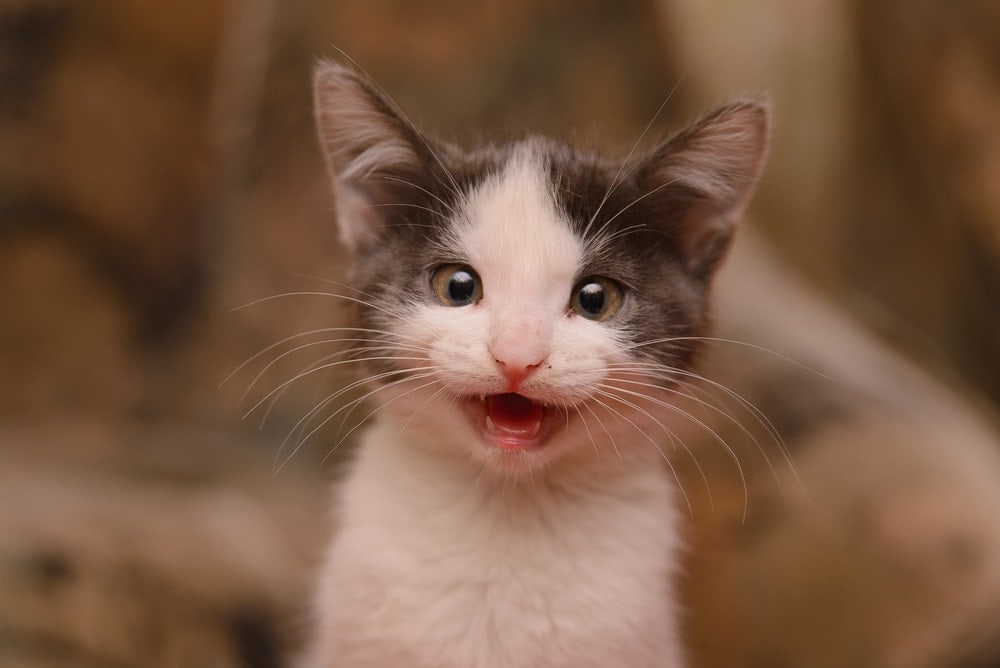 How Much Teeth Does Cat Have Cat Meme Stock Pictures And Photos
