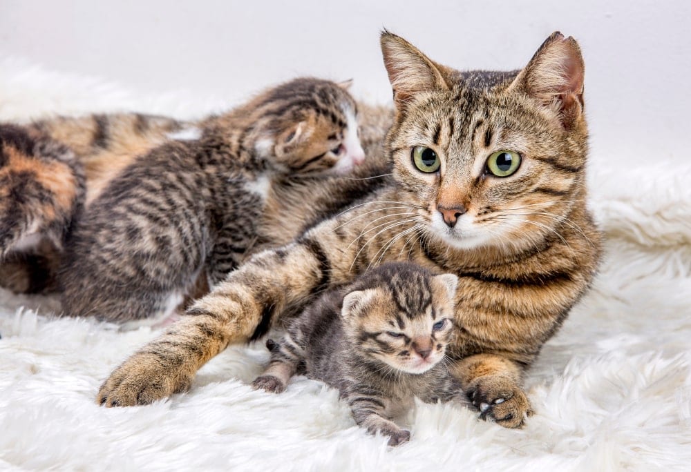 kittens with mother cat