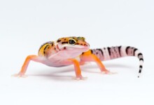 Leopard Gecko Breeding & Info