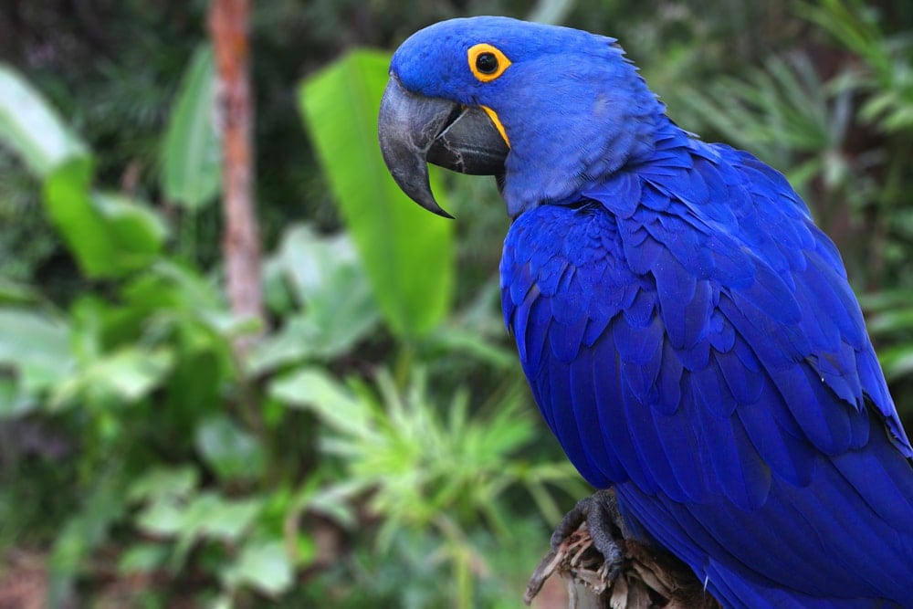 macaw in a wild