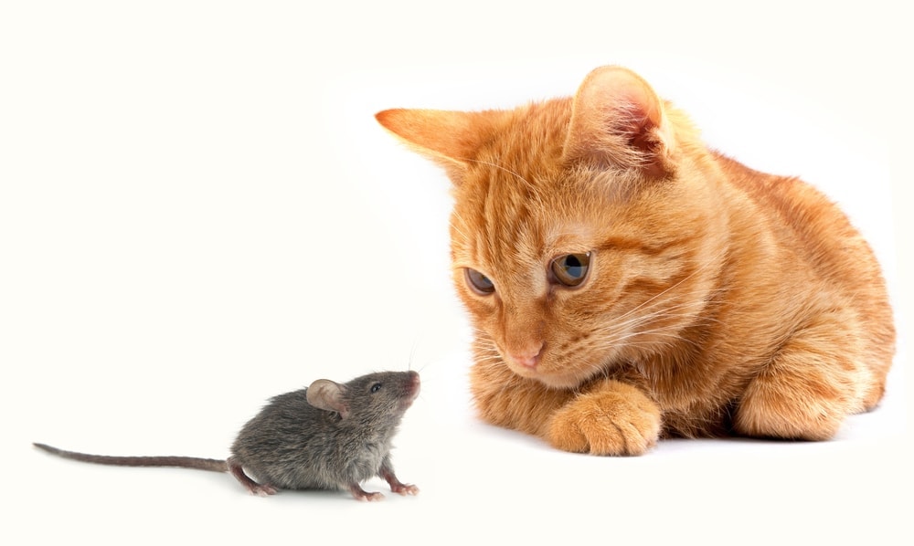 Why Does My Cat Eat Mice Petsoid