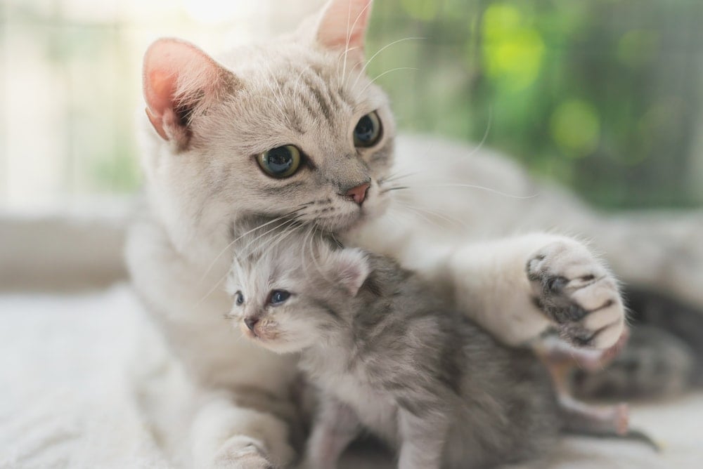 mother kitten