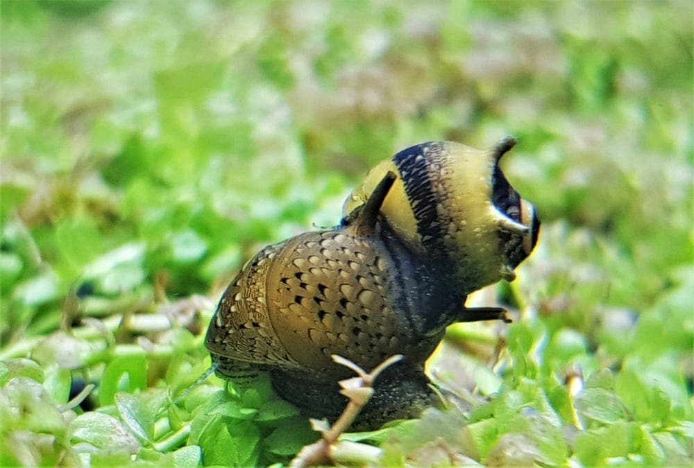 nerite snail aquarium 1