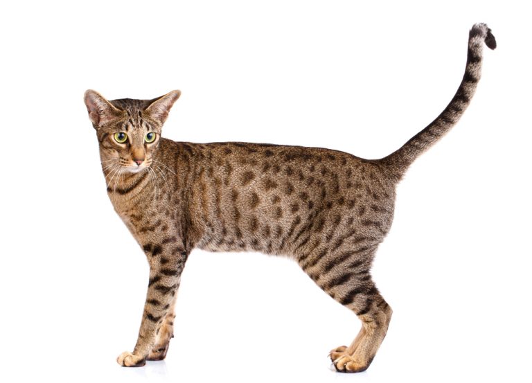 8 Cat Breeds That Look Like Wild Cats » Petsoid