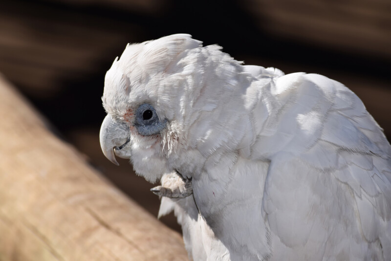 How Long do Parrots Live? » Petsoid