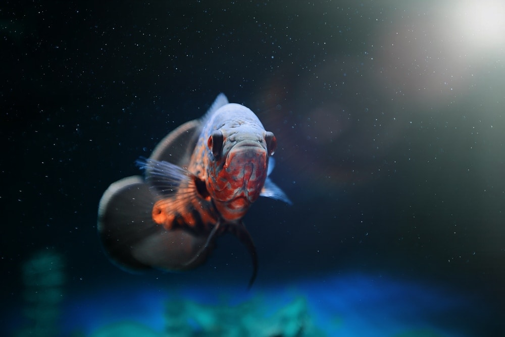 oscar fish aquarium