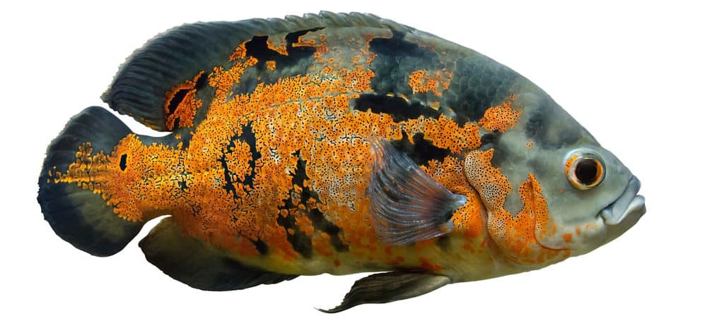 Oscar Fish - Care guide Information - Petsoid