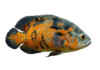 Oscar Fish Care Guide & Diet, Breeding & More