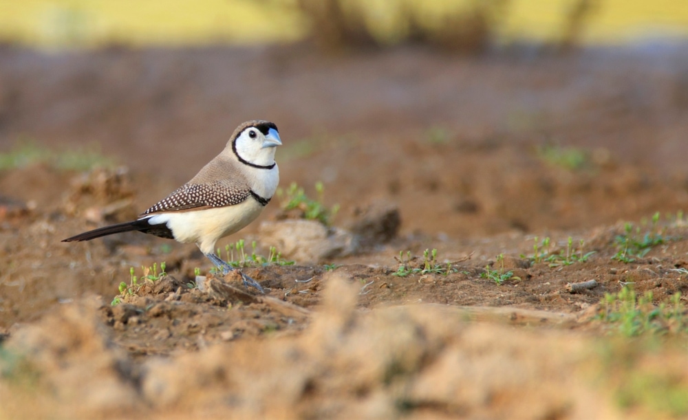 owl finch sitting on ground